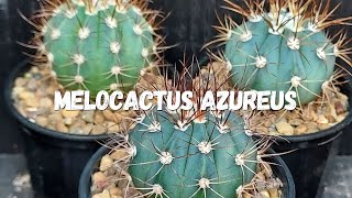 Melocactus Azureus Guia Completo Deste Cacto [upl. by Bakeman515]