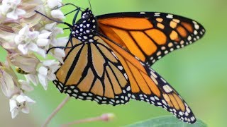 Monarch butterfly eating nectar in flowers [upl. by Shelagh]