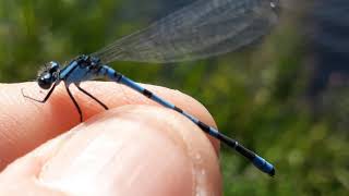 Dragonfly Ireland The Blue Damselflies [upl. by Elisa]