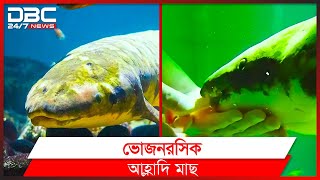 “দাদার বয়সী মাছ”  DBC News Special [upl. by Deyes71]