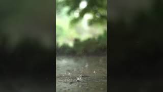 Raindrop 💧💦shortvideo বৃষ্টির ফোটার শব্দ 🥰 supportmychannel [upl. by Mcafee]