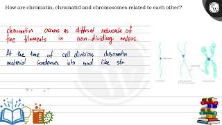 How are chromatin chromatid and chromosomes related to each other [upl. by Crescint758]