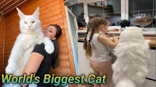 Gigantic russian cat as tall as a 4 year old child  Yuliyamnn  Yulina Minina  Kefir cat [upl. by Dlopoel]