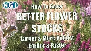 How to Grow BETTER FLOWER STOCKS Faster amp More Robust [upl. by Grekin]