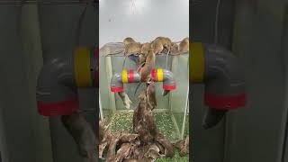 best home mouse trapmouse trap tips [upl. by Dnaloy]