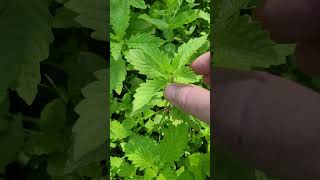 Lycope dEurope un Régulateur Thyroïdien  Gypsywort a Thyroid Regulator [upl. by Akram]