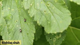 Striped flea beetle [upl. by Ramsden]