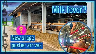 NEW silage pusher arrives  poorly cow [upl. by Nyladgam984]