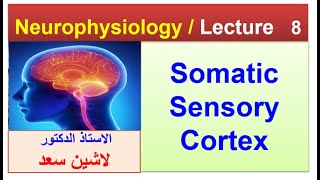 Somatic sensory cortexLashin دلاشين [upl. by Soble]