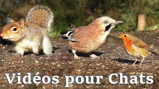 Vidéos Pour Les Chats  Petits Oiseaux Partout [upl. by Gefen]