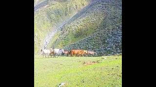 Hidden Beauty of Takht Bahram Khan with dance of Horsesmountains wilderness nature [upl. by Odlabu40]