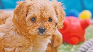 Cavachon Puppies [upl. by Tammie]