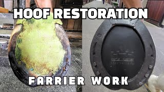 ASMR  Farrier Horse Hoof Horseshoeing Restoration Satisfying [upl. by Eelahc]