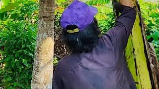 Life In The Philippines 🇵🇭 ASMR Banana Harvest Countryside Life 🇵🇭 farmer harvest [upl. by Ilojne296]