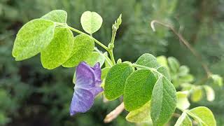 Bunga Clitoria dari Ternate Indonesia [upl. by Rhoades]