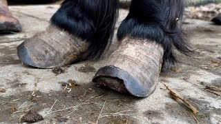 Neglected Pony Hoof Trimming And Five Month Update [upl. by Aicia194]