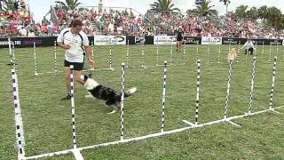 30 Weave Dog Event  2013 Purina® Incredible Dog Challenge® St Petersburg [upl. by Eserahs]