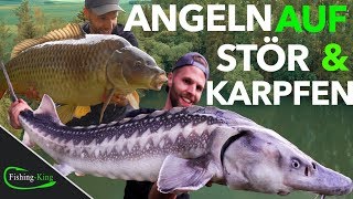 Die 7 BESTEN Tipps für erfolgreiches STÖR amp KARPFENANGELN am FORELLENSEE  FishingKingde [upl. by Launce812]