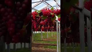 Look at the grapes they are so beautiful fruit grapevine grapegrowing agriculture nature wine [upl. by Paula960]