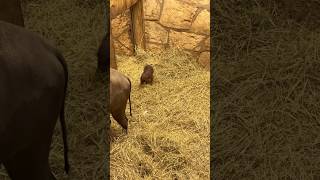 Baby babirusa at San Antonio Zoo 🥰🐷 animals babyanimals cuteanimals shorts [upl. by Syxela]