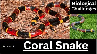 Uncovering the Secrets of Coral Snakes  Life Facts and Biological Challenges [upl. by Anaejer533]