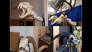 Amazing Idea To European Mount Your Deer Skull [upl. by Remsen]