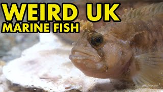 Weird Marine Fish UK [upl. by Ane766]