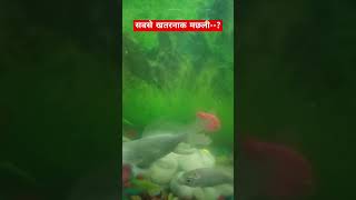 किया आपको पता है सबसे खतरनाक मछली कोनसीfishingvideo मछली मछलीजलकीरानीहै shortsviral fish [upl. by Yuri921]