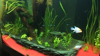 Juwel Lido 200 Aquarium nach 2 Wochen Betrieb [upl. by Niles]