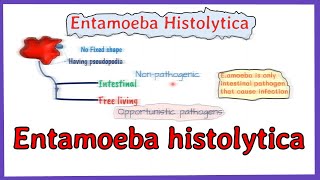 Entamoeba histolytica life cycle  morphology  Laboraotry diagnosis  full explained [upl. by Odrawde]