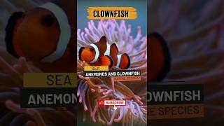 Sea Anemone and Clownfish [upl. by Sherri]