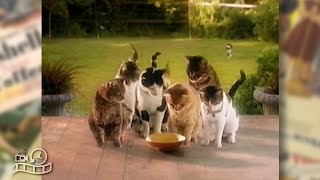 Whiskas Cat Food 1990s Advertisement Australia Commercial Ad [upl. by Urissa]