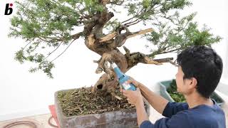 Naoki Maeoka works on the deadwood [upl. by Keri]