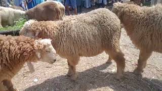 New vlog Cattle Market in PakistanSheep video [upl. by Ahsienek]