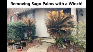 Sago Palm Removal with a Winch [upl. by Ahseniuq683]