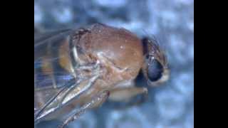 Buckelfliege Humpbacked Fly  Probably Megaselia scalaris aka coffin fly [upl. by Artus]