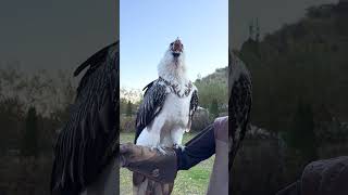 Vulture swallows big bone whole 😳🤯  🎥 Viralhog [upl. by Fenwick]