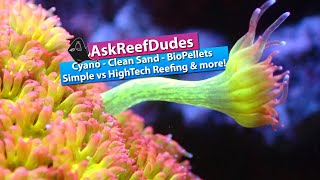 ReefDudes Saltwater Aquarium QampA  Cyano Cleaning Sand Biopellets simple vs high tech reefing [upl. by Suirtimid680]