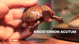 Kinosternon Acutum quotMis tortugas a detallequot [upl. by Grenville]