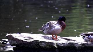 Collet Park Pond  Shepton Mallet [upl. by Aihsotal]