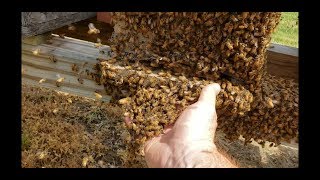 Splitting A Swarm Of Hand Scooped Honeybees Multiple Queens [upl. by Zuliram1]