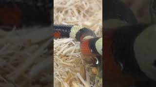 Meet Gus… the Pueblan milk snake [upl. by Christabelle270]