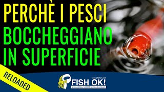 Impara perchè i pesci dacquario boccheggiano in superficie  Pillole di Acquariologia Fish OK [upl. by Ailerua13]