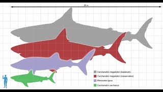 documentary on the largest shark ever aka Megalodon  Carcharodon Megalodon [upl. by Elladine]