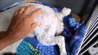 My First Delivery  5 kiddos Toy Poodle  Maltipoo puppies [upl. by Kieryt]