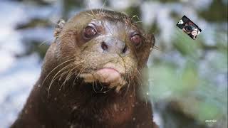 La Loutre géante est un mammifère de lAmérique du Sud  Zoo de Doué la Fontaine Maine et Loire [upl. by Jeremias]