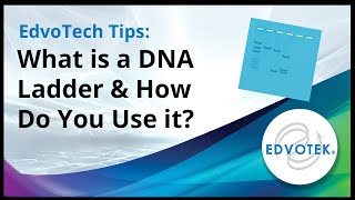 EdvoTech Tips What is a DNA Ladder and how do you use it [upl. by Akoek]