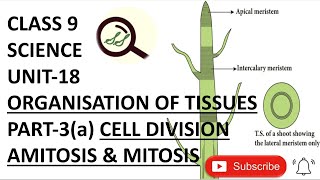 CLASS 9 SCIENCE UNIT18 ORGANISATION OF TISSUES PART3a CELL DIVISION  AMITOSIS amp MITOSIS [upl. by Retrop]