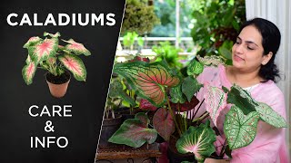 Caladium Plant Care amp Info  All you need to know indoorplants caladiums plantcare [upl. by Enilhtak]