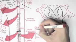 Neurology  Spinal Cord Introduction [upl. by Allerym]